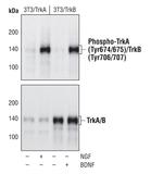 Phospho-TrkA/TrkB (Tyr674, Tyr675, Tyr706, Tyr707) Monoclonal Antibody (C.795.3)