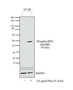 Phospho-IRF3 (Ser396) Antibody