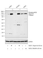 Phospho-eNOS (Ser1177) Monoclonal Antibody (H.83.2)