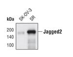 Jagged2 Monoclonal Antibody (T.584.4)
