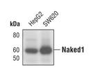 Naked1 Antibody in Western Blot (WB)