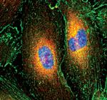 VASP Monoclonal Antibody (G.903.3)