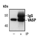 VASP Antibody in Immunoprecipitation (IP)