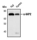 cIAP2 Antibody in Western Blot (WB)