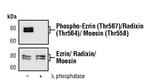 Phospho-Ezrin (Thr567)/Radixin (Thr564)/Moesin (Thr558) Antibody in Western Blot (WB)