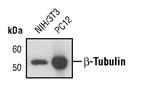 beta Tubulin Antibody in Western Blot (WB)