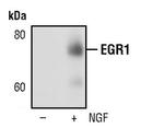 EGR1 Antibody in Western Blot (WB)