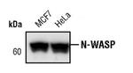 N-WASP Antibody in Western Blot (WB)