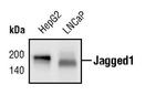 Jagged1 Monoclonal Antibody (J.841.5)