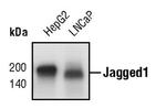 Jagged1 Monoclonal Antibody (S.522.2)