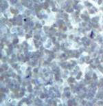 DRAK2 Monoclonal Antibody (E.959.6)