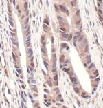NEDD8 Antibody in Immunohistochemistry (Paraffin) (IHC (P))