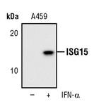 ISG15 Monoclonal Antibody (T.991.5)