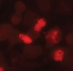 Caspase 8 (Cleaved Asp391) Antibody in Immunocytochemistry (ICC/IF)