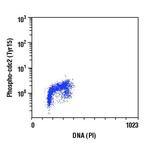 Phospho-CDK1 (Tyr15) Antibody in Flow Cytometry (Flow)