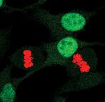 Phospho-CDK1 (Tyr15) Monoclonal Antibody (E.658.6)