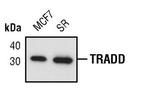TRADD Monoclonal Antibody (T.661.2)