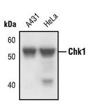 Chk1 Monoclonal Antibody (T.59.2)