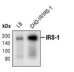 IRS1 Monoclonal Antibody (J.566.7)