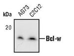 Bcl-W Monoclonal Antibody (F.584.7)