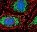 COX4 Monoclonal Antibody (K.473.4)