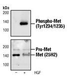 Phospho-c-Met (Tyr1234, Tyr1235) Monoclonal Antibody (G.941.2)