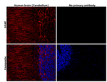 GFAP Antibody in Immunohistochemistry (Paraffin) (IHC (P))