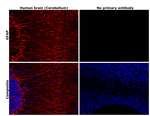 GFAP Antibody in Immunohistochemistry (Paraffin) (IHC (P))
