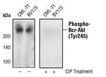 Phospho-c-Abl (Tyr245) Monoclonal Antibody (S.44.4)