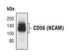 CD56 Antibody in Western Blot (WB)