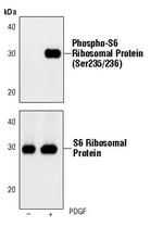 Phospho-S6 (Ser235, Ser236) Antibody in Western Blot (WB)