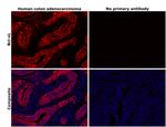 Bcl-xL Monoclonal Antibody (C.85.1)