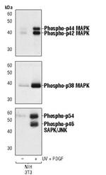 Phospho-JNK1/JNK2 (Thr183, Tyr185) Monoclonal Antibody (R.532.8)