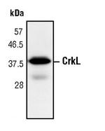 CrkL Monoclonal Antibody (E.728.8)