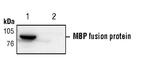 MBP/Maltose Binding Protein Antibody in Western Blot (WB)