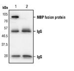 MBP/Maltose Binding Protein Antibody in Immunoprecipitation (IP)