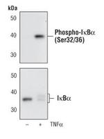 Phospho-IkB alpha (Ser32, Ser36) Monoclonal Antibody (H.709.9)