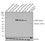 V5 Tag Antibody in Western Blot (WB)
