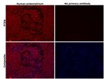 PTEN Antibody in Immunohistochemistry (Paraffin) (IHC (P))