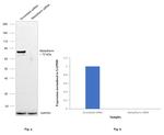 Metadherin Antibody in Western Blot (WB)