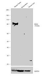 DDX4 Antibody in Western Blot (WB)