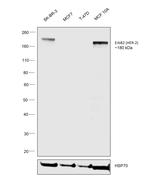 ErbB2 (HER-2) Antibody in Western Blot (WB)
