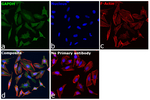 GAPDH Loading Control Antibody in Immunocytochemistry (ICC/IF)
