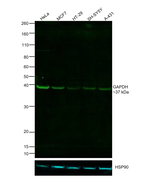 GAPDH Loading Control Antibody in Western Blot (WB)