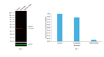 GAPDH Loading Control Antibody
