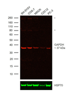 GAPDH Loading Control Antibody in Western Blot (WB)