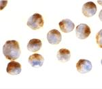 APAF1 Monoclonal Antibody (2E10)