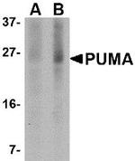 PUMA alpha Monoclonal Antibody (2A9G5)