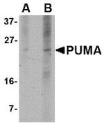 PUMA alpha Monoclonal Antibody (10C5G1)