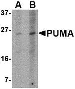 PUMA alpha Monoclonal Antibody (10D4G7)